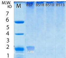 Bacillus spizizenii 